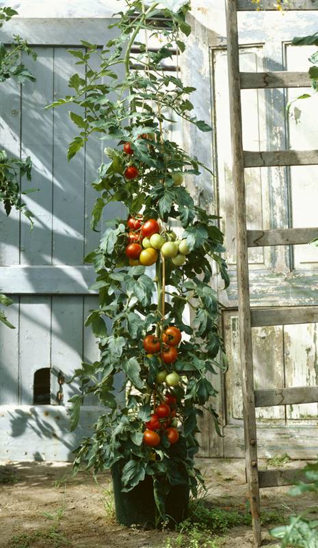 cultivas-semillas-tomate