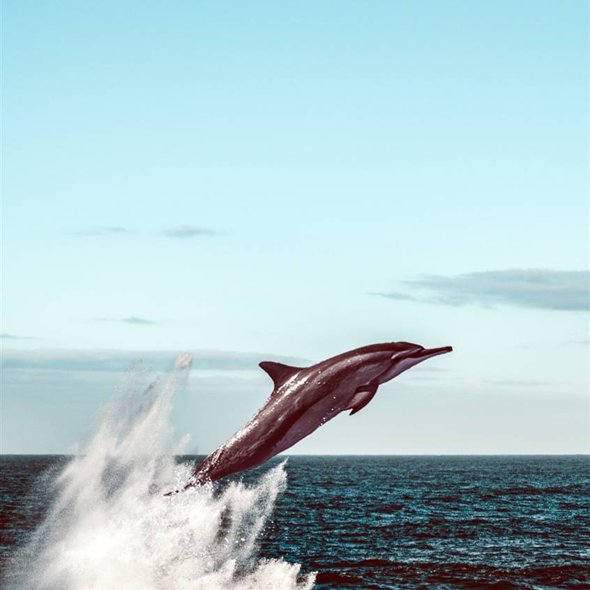 delfines mar alboran