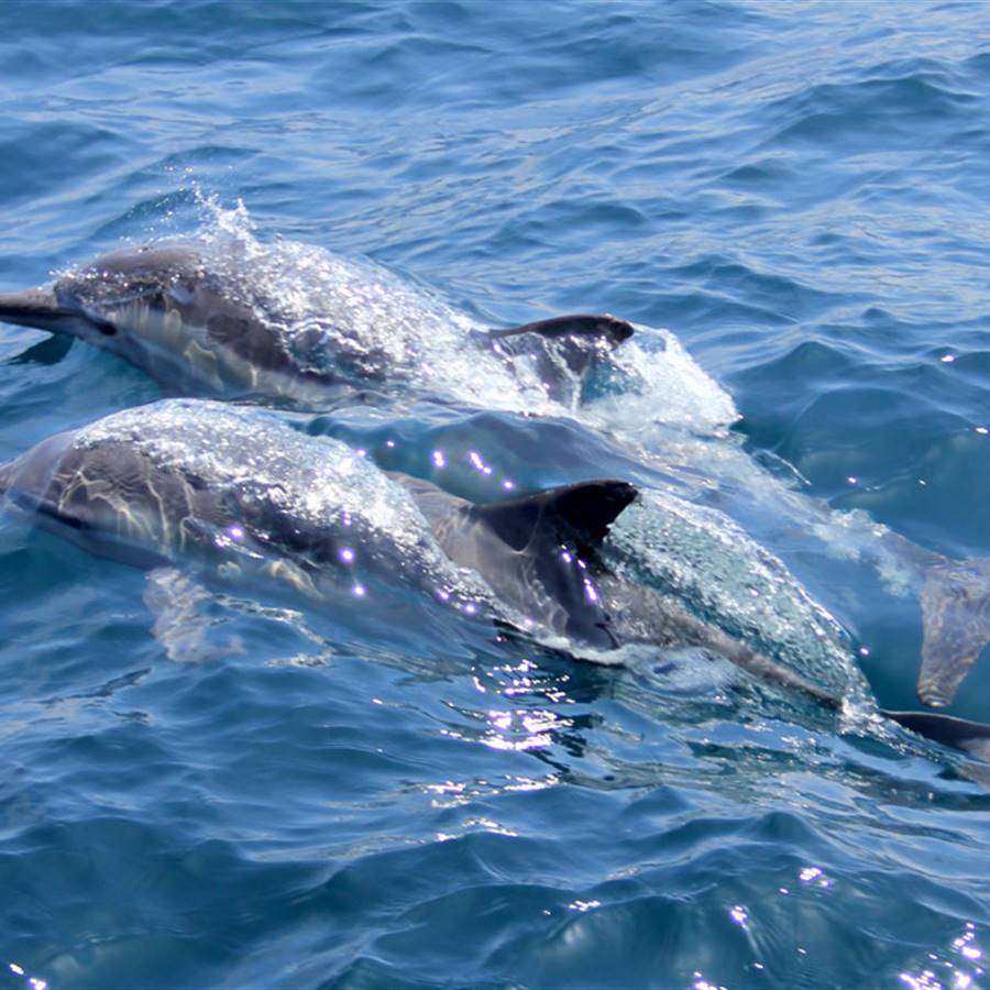 Canadá libera a los delfines y a las ballenas