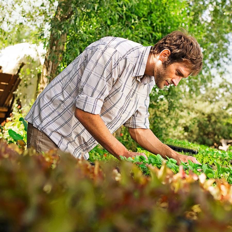 Dieta vegetal, más sana para ti y para el planeta