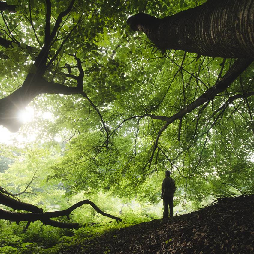 disfrutar naturaleza