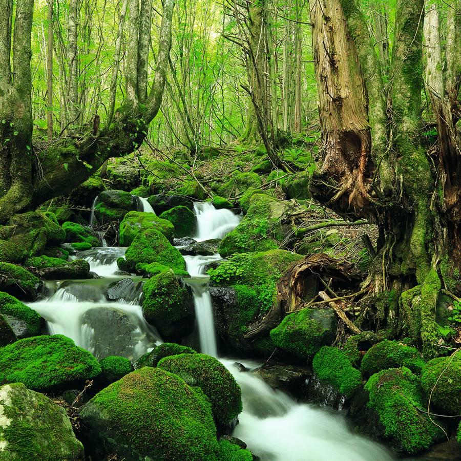 El poder sanador de la naturaleza