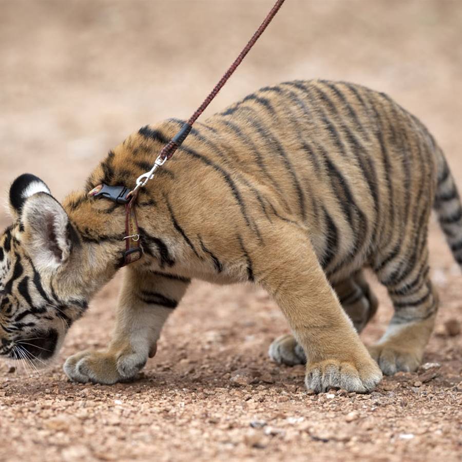 Tráfico de animales: cómo combatirlo en el día a día