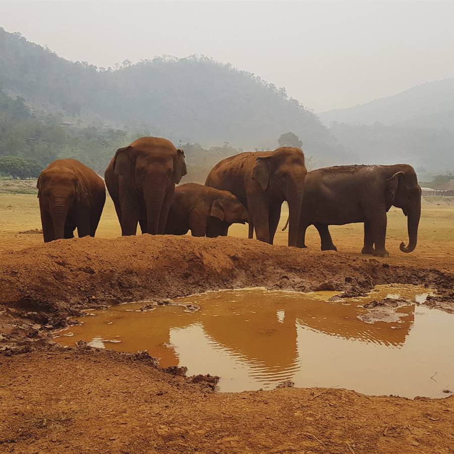Un santuario para elefantes rescatados
