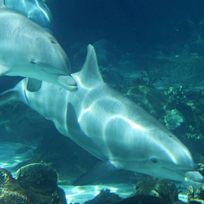 espectaculos con delfines