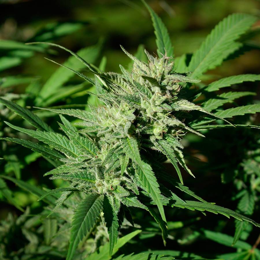 5 indicaciones terapéuticas que podrá reconocer la futura ley de la marihuana en España