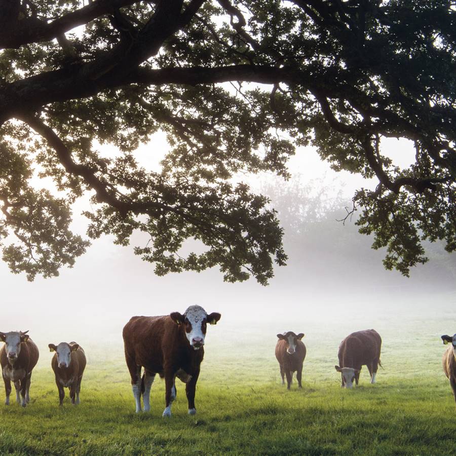 ¡Puedes frenar el cambio climático con tu plato!