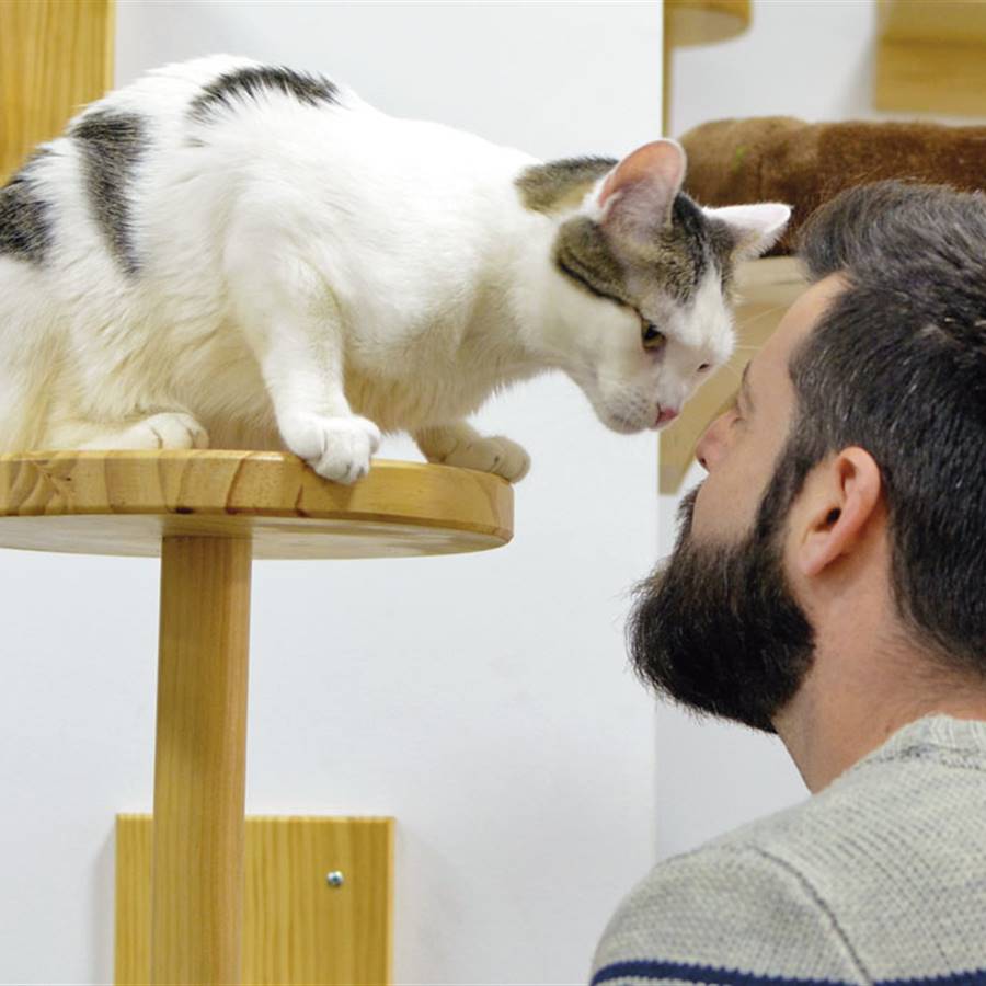Gatuari: un cat-café distinto en Barcelona