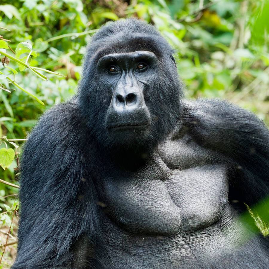 La humanidad se pone en peligro al extinguir un millón de especies