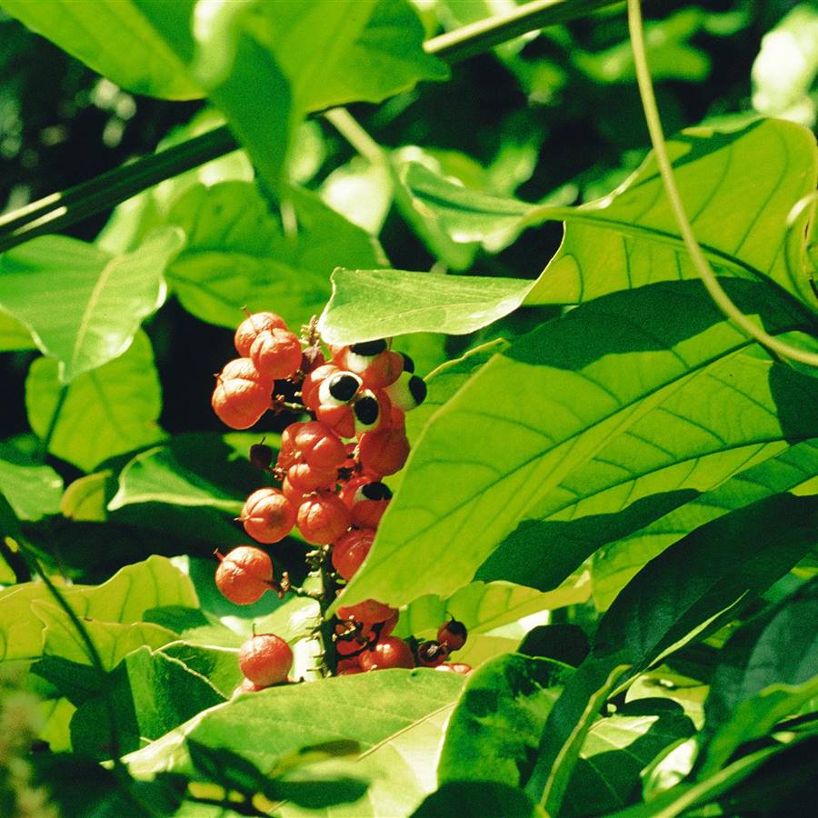 4 plantas que combaten la depresión 