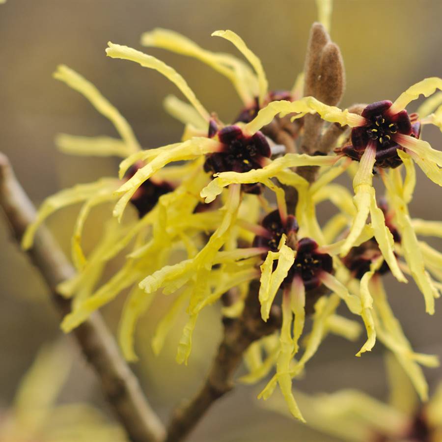 Remedios para las venas varicosas con hamamelis