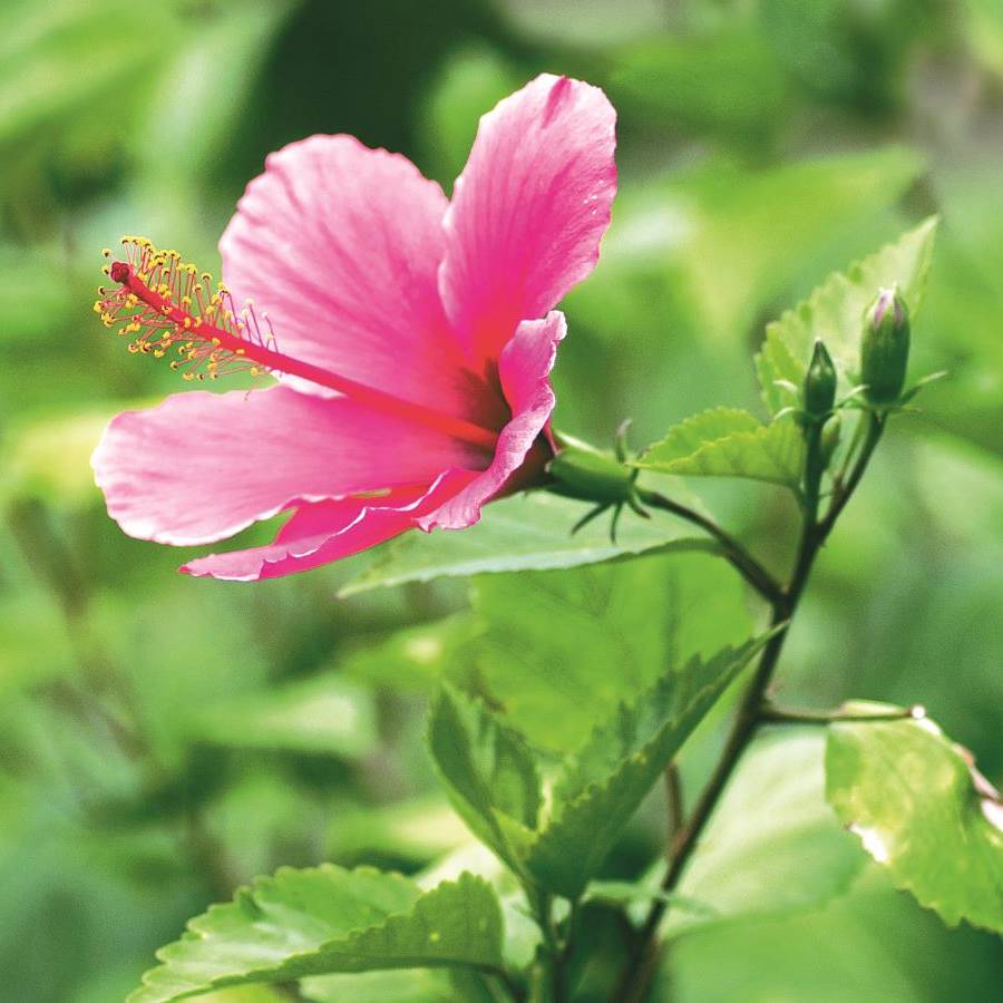 8 tisanas equilibradas para una primavera feliz
