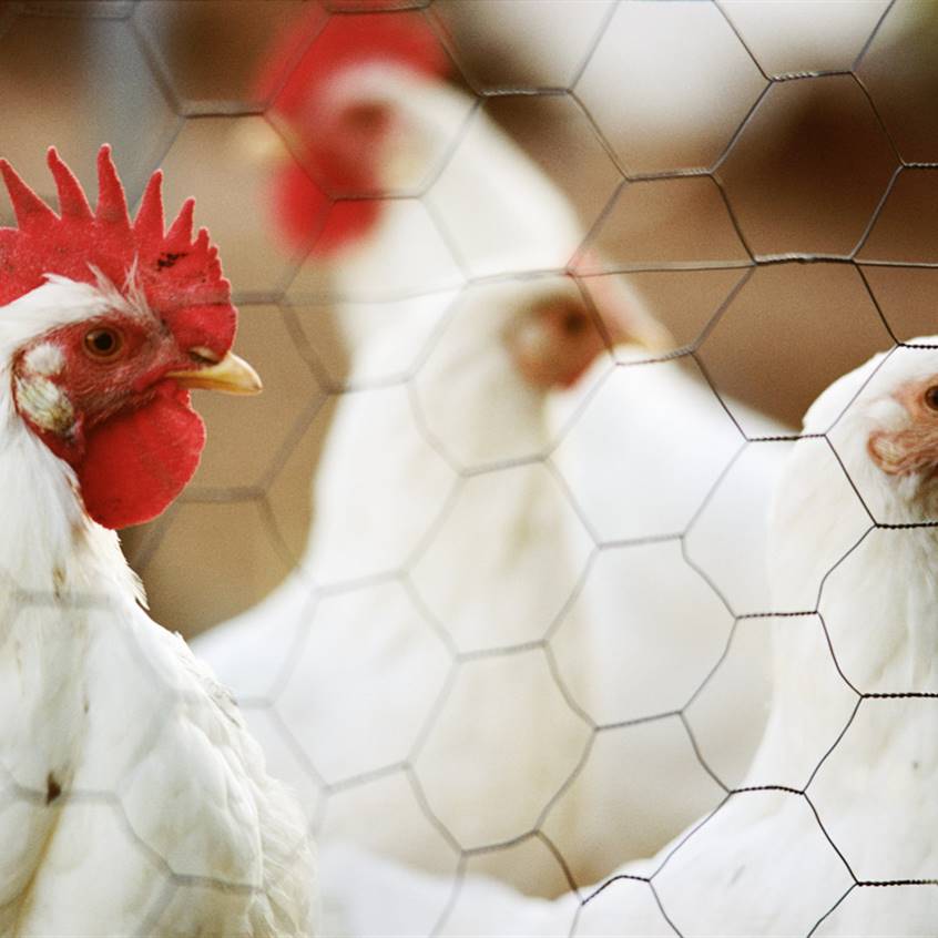7 cosas no sabes sobre la industria del pollo