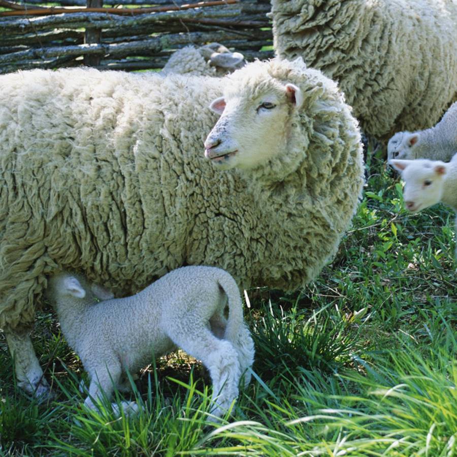 5 razones para desterrar la lana de nuestro armario