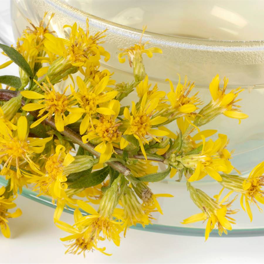 Infusion solidago