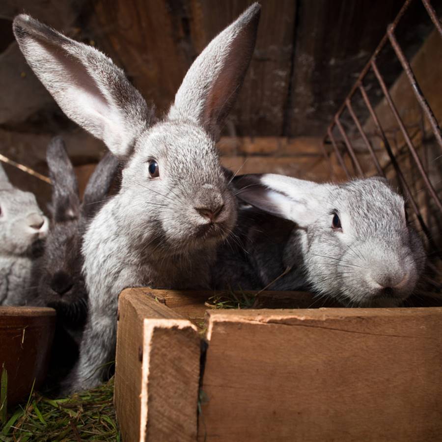 Los conejos en las granjas de cria