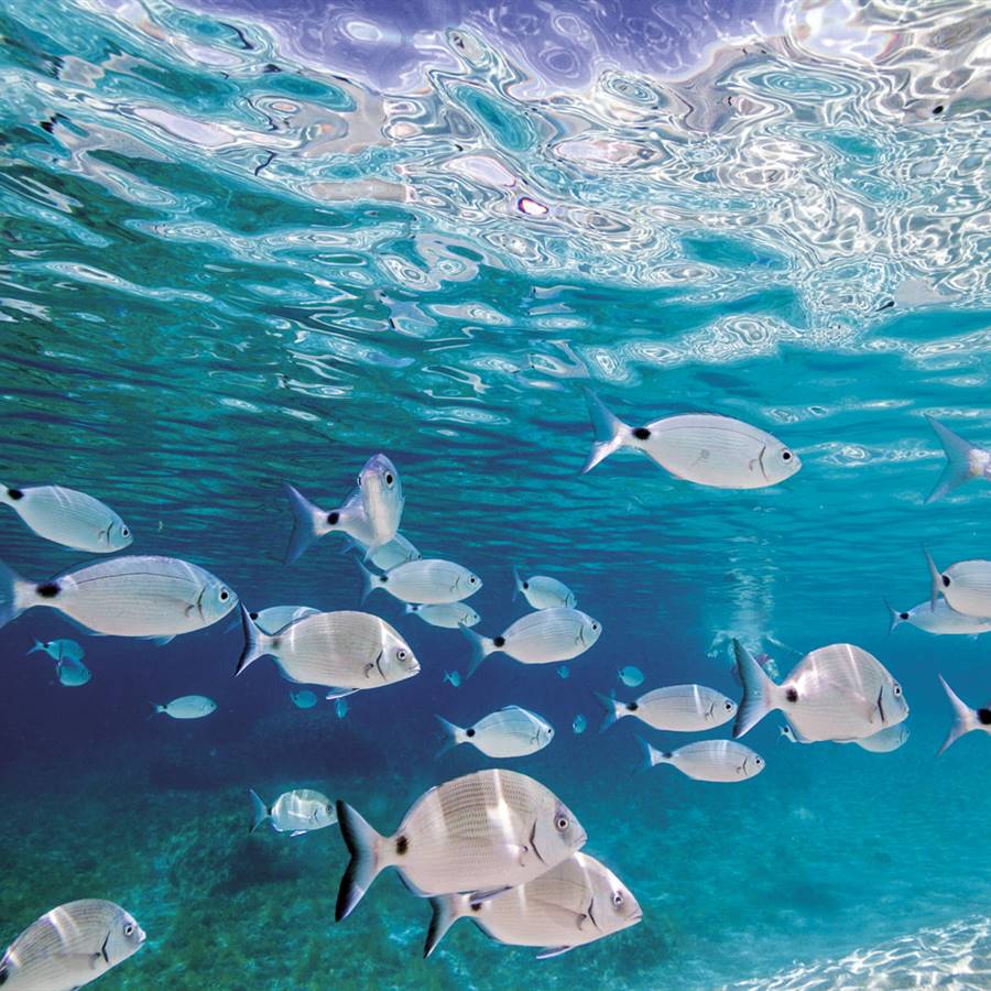 Peces, las víctimas olvidadas de la dieta actual