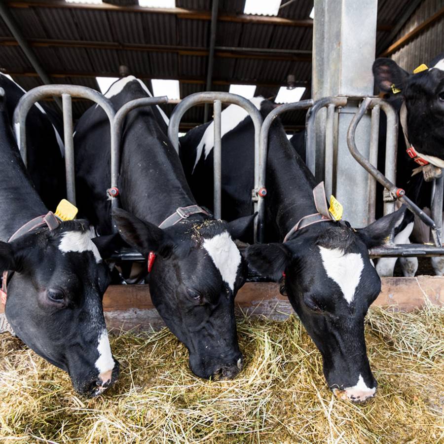 La vaca que no ríe, una industria de maltrato