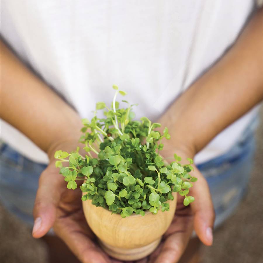 Cómo cultivar microgreens en casa
