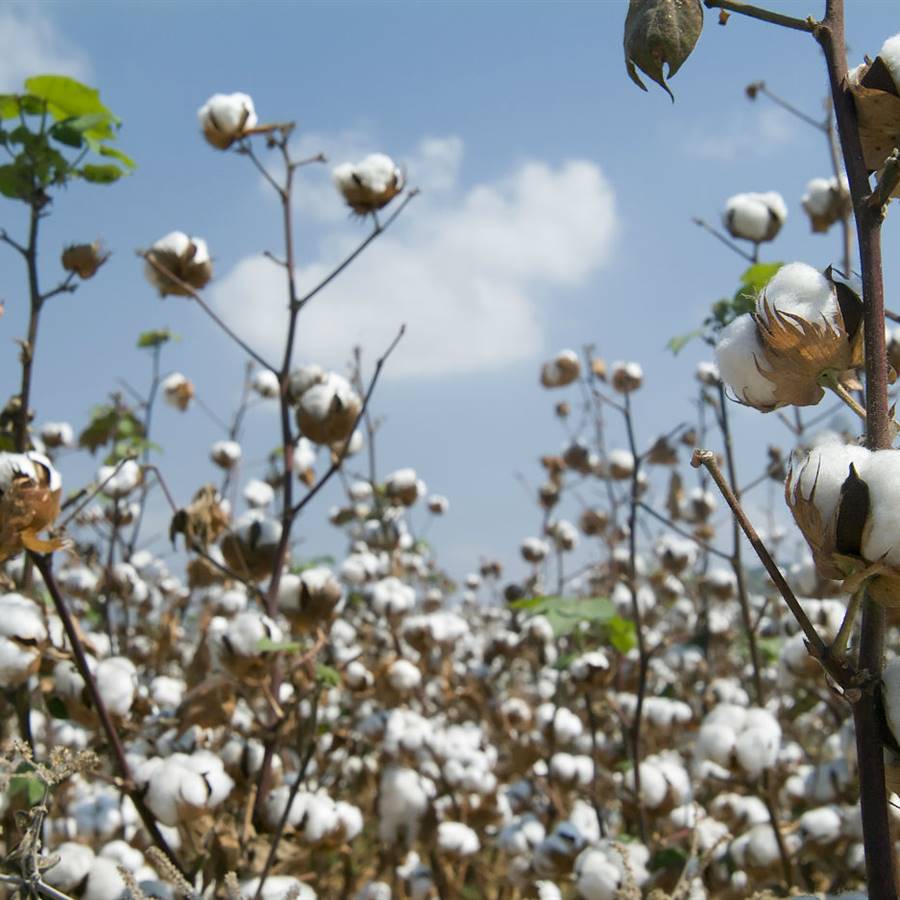 Por qué elegir ropa ecológica y cómo elegir bien