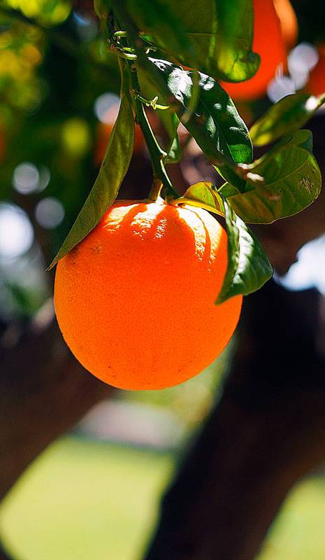 Naranjas clorpirifós