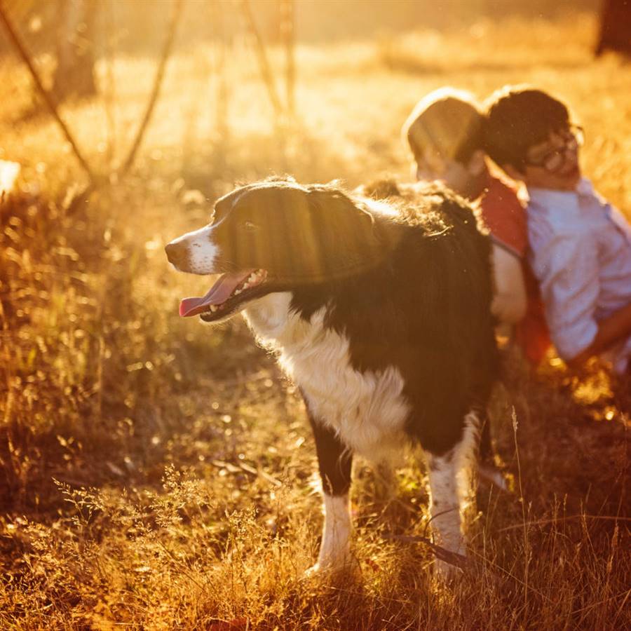 Los niños que viven con animales sufren menos alergias