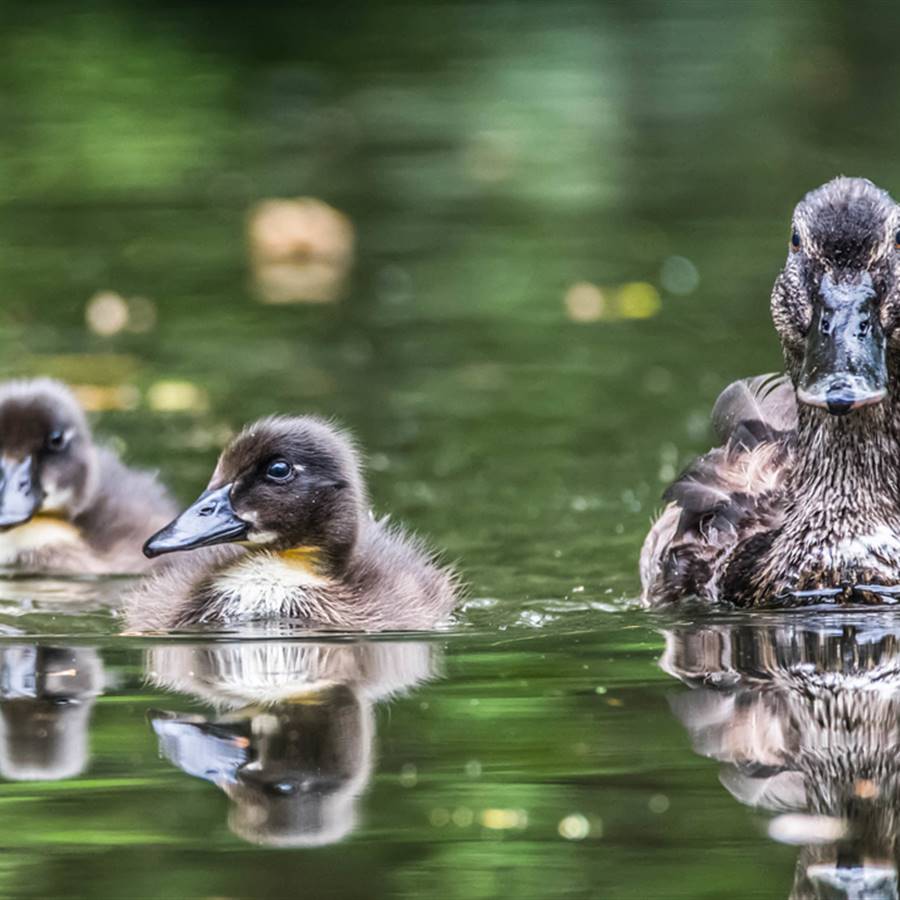 Boicot al foie: 5 poderosos motivos para no volver a comer foie gras