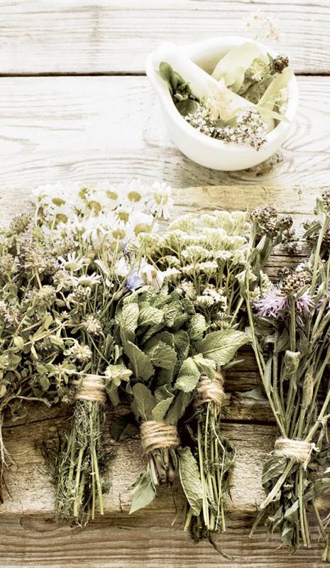 10 Plantas Medicinales Que Seguramente No Conoces