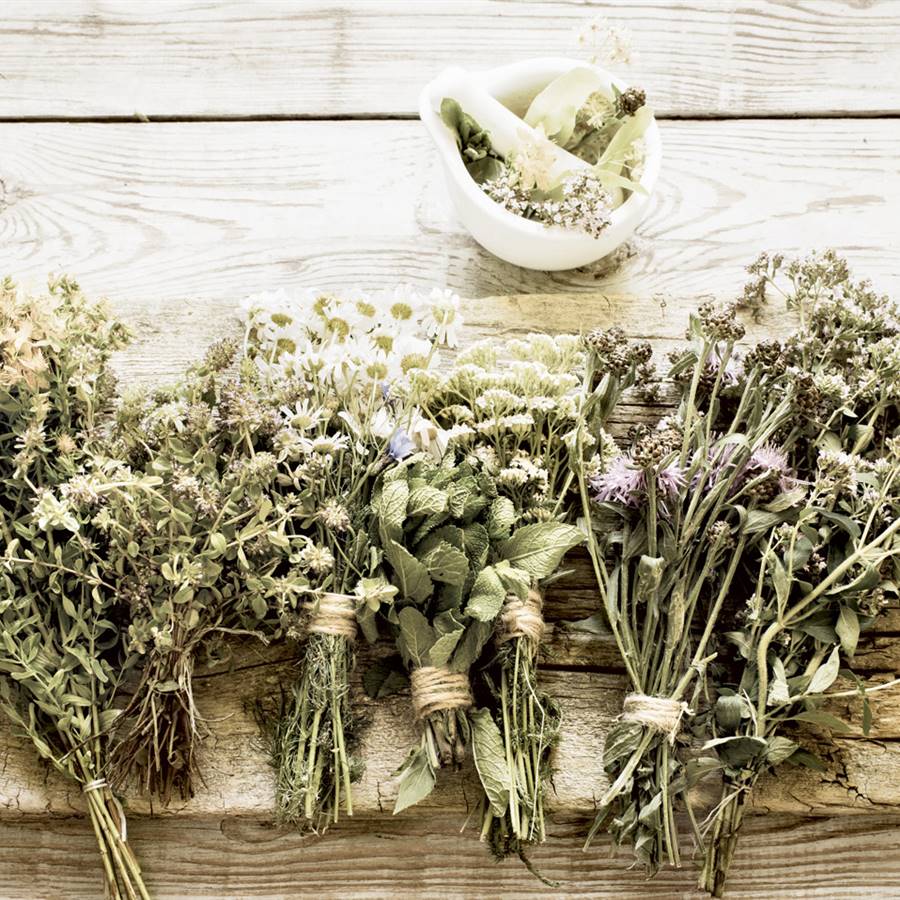 nuevas plantas medicinales