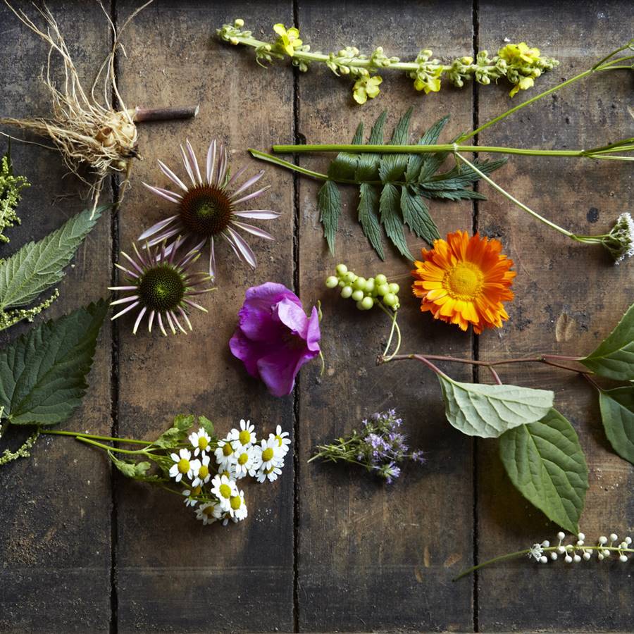 Peter fisher homeopatia
