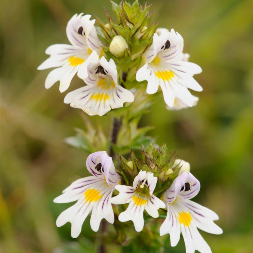 plantas-curar-conjuntivitis