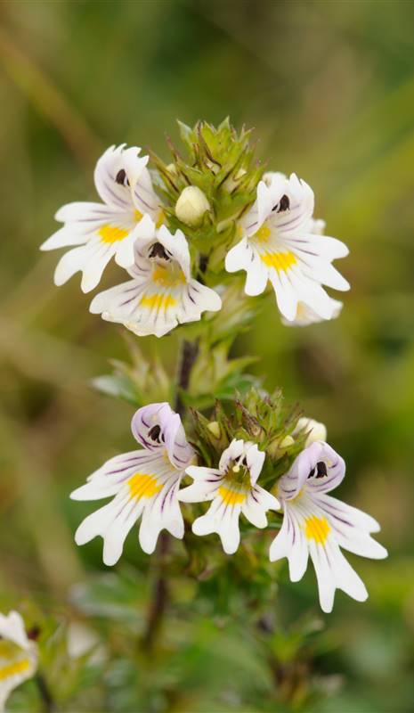 Plantas Para Curar La Conjuntivitis