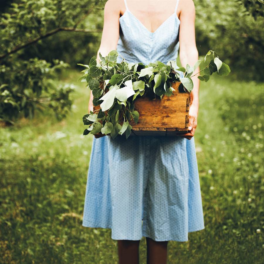 7 plantas muy polémicas y cómo usarlas sin riesgos