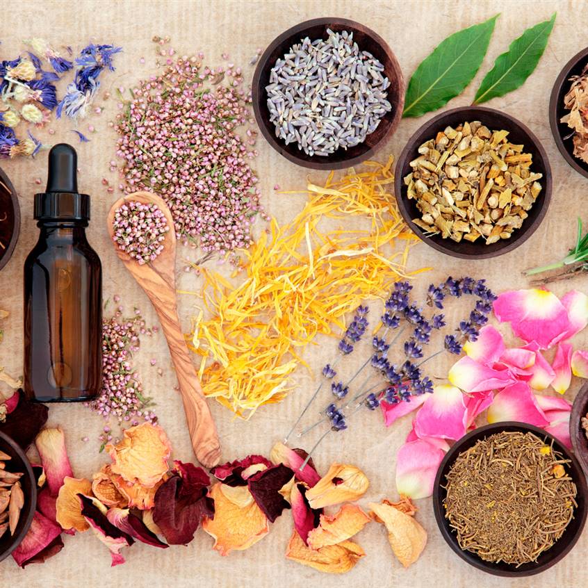 Plantas medicinales
