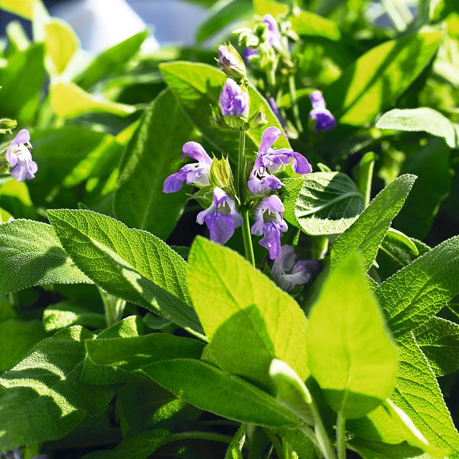 Plantas para combatir el mal aliento