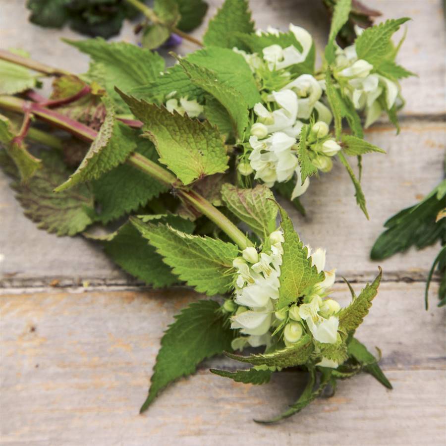 Plantas silvestres que se pueden comer