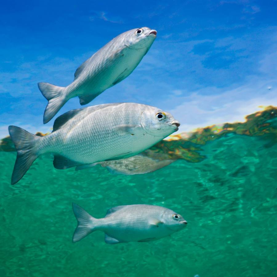 Fish trap: el reto de dejar a los peces en paz. ¿Te sumas?