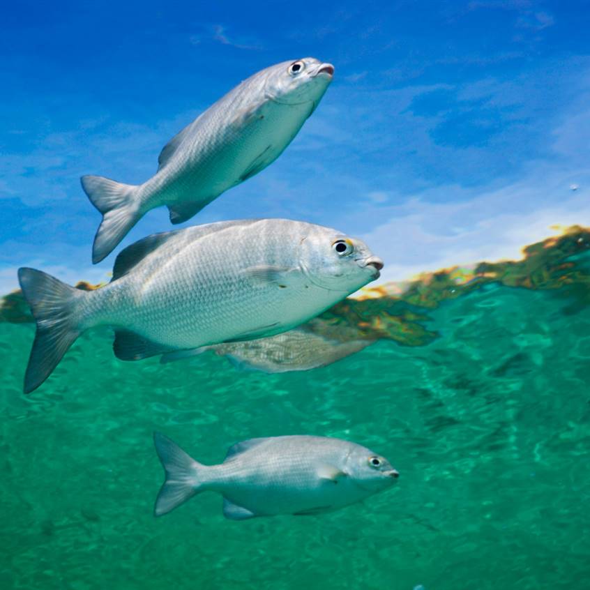 Reto Fish Trap Semana Sin Pescado