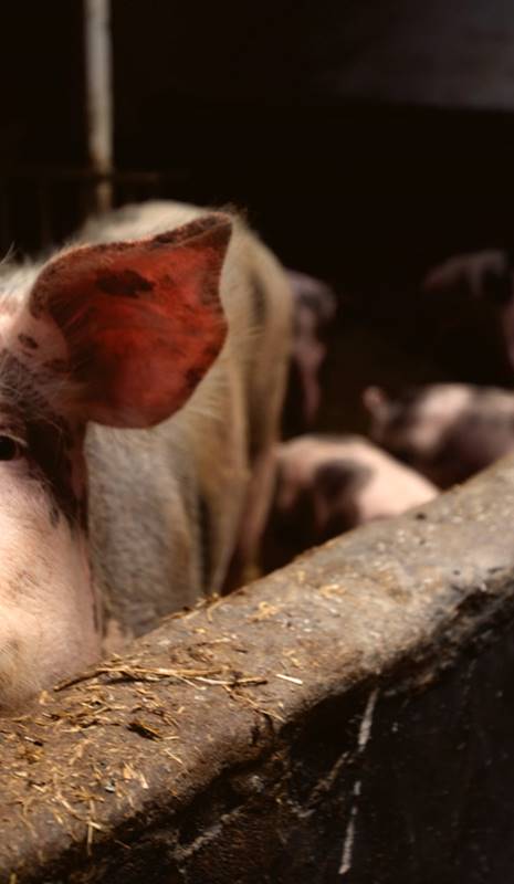 Salvados y los cerdos de granja