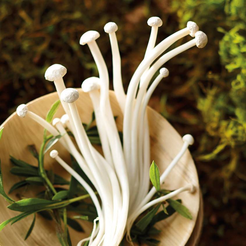 Seta medicinal flaminus velutipes