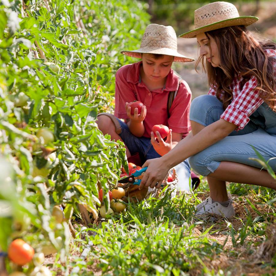 ¿Son malas las solanáceas? - BLOG COME LIMPIO
