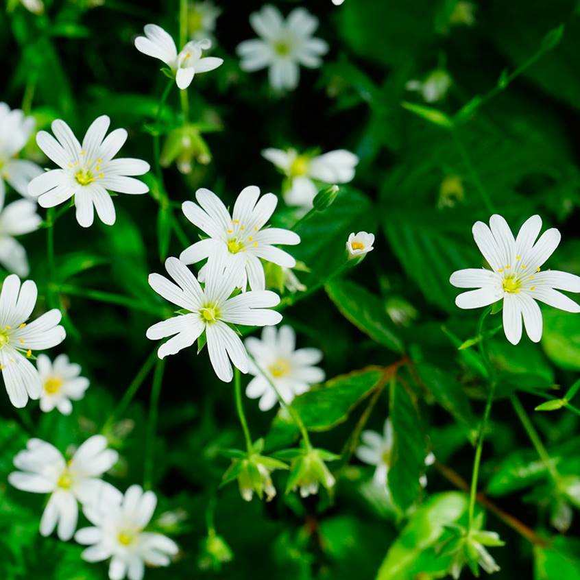 stellaria