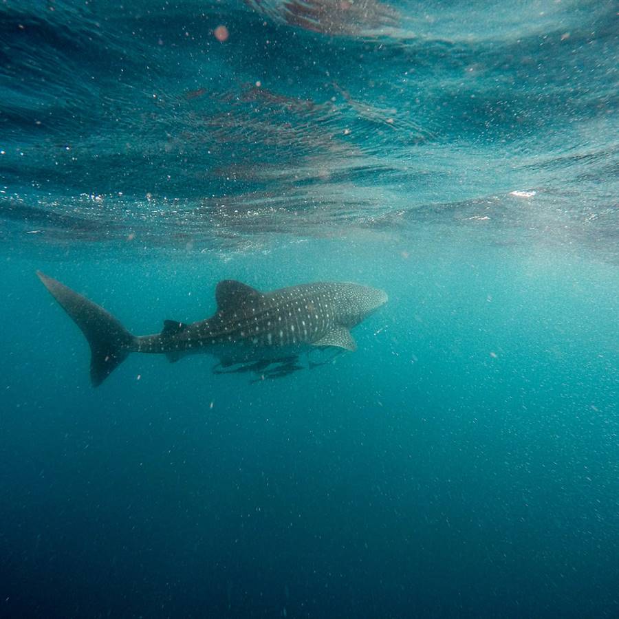 Sharkwater, el documental que alerta de la pesca masiva de tiburones