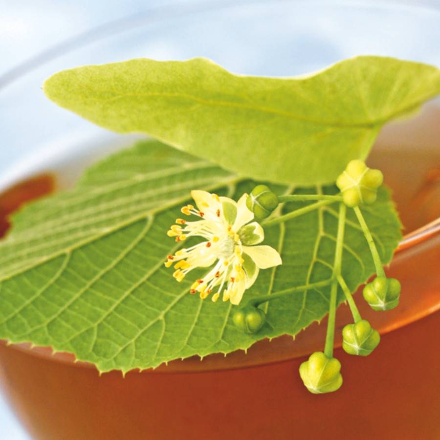 6 remedios para curarse con yemas y brotes