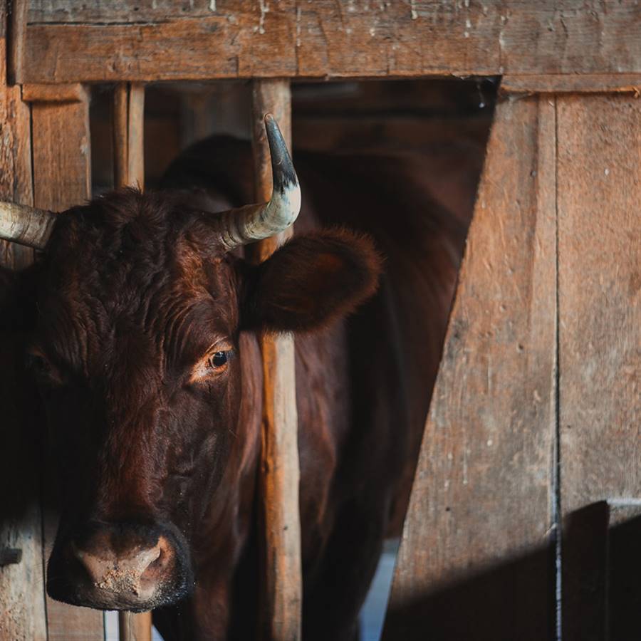 48 toros serán torturados en la "fiesta" de San Fermín