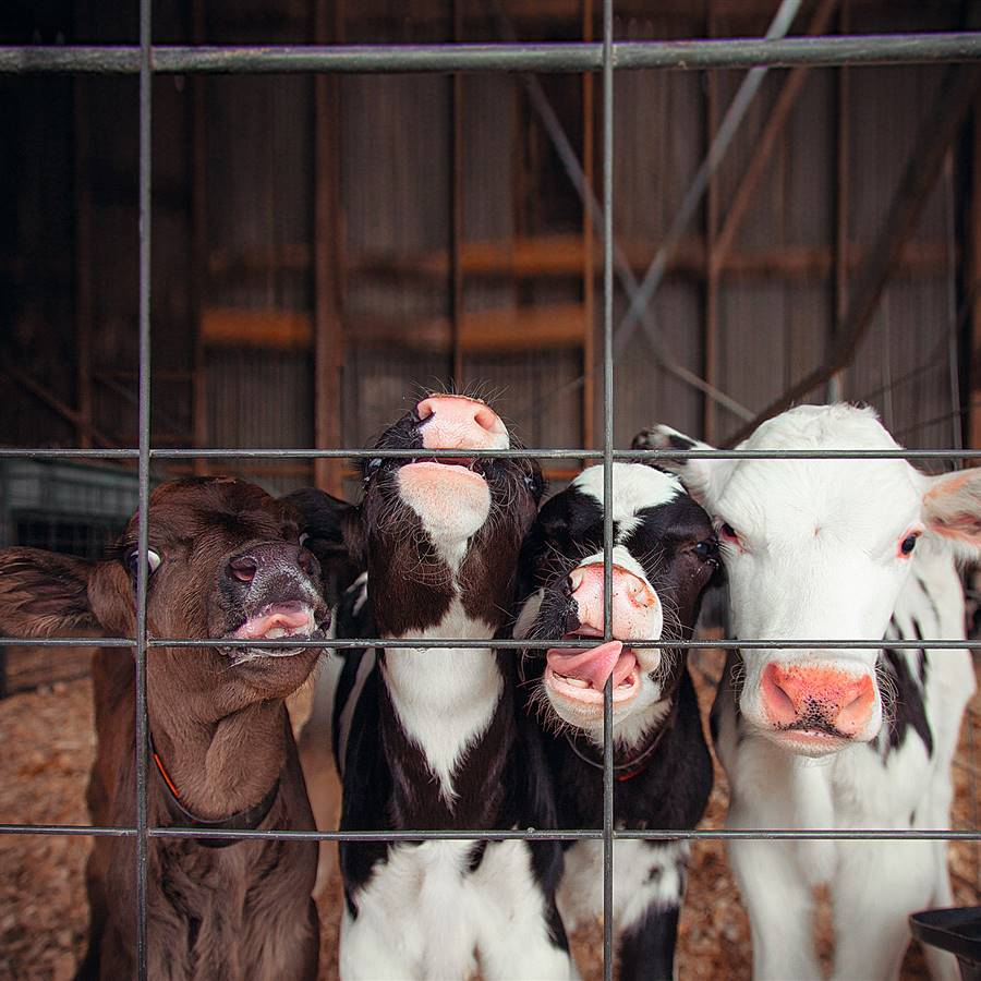 Mala leche, una industria muy negra