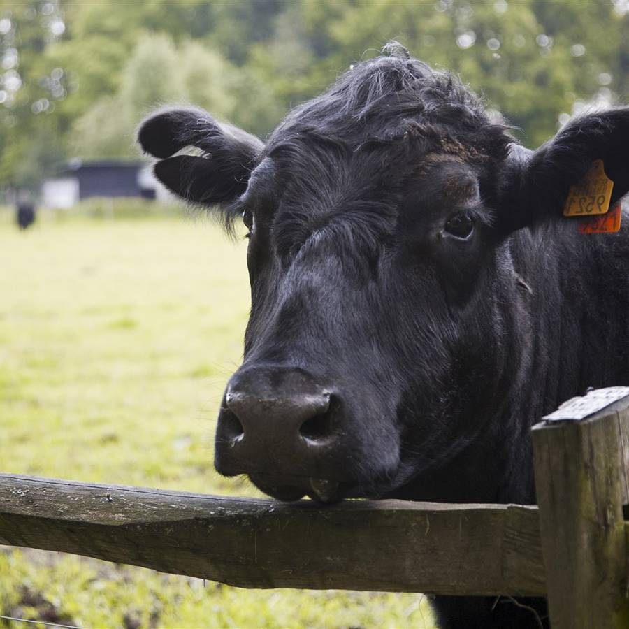 vaca en el campo