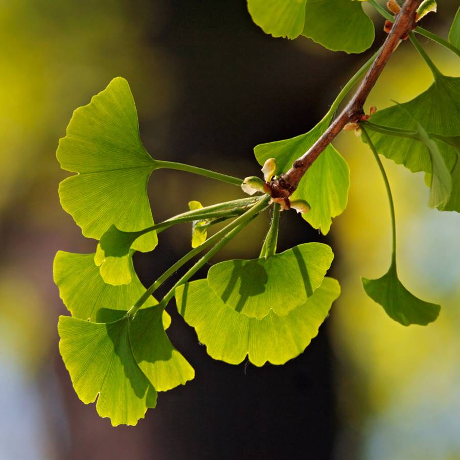 Ginkgo, la gran esperanza para trastornos del envejecimiento