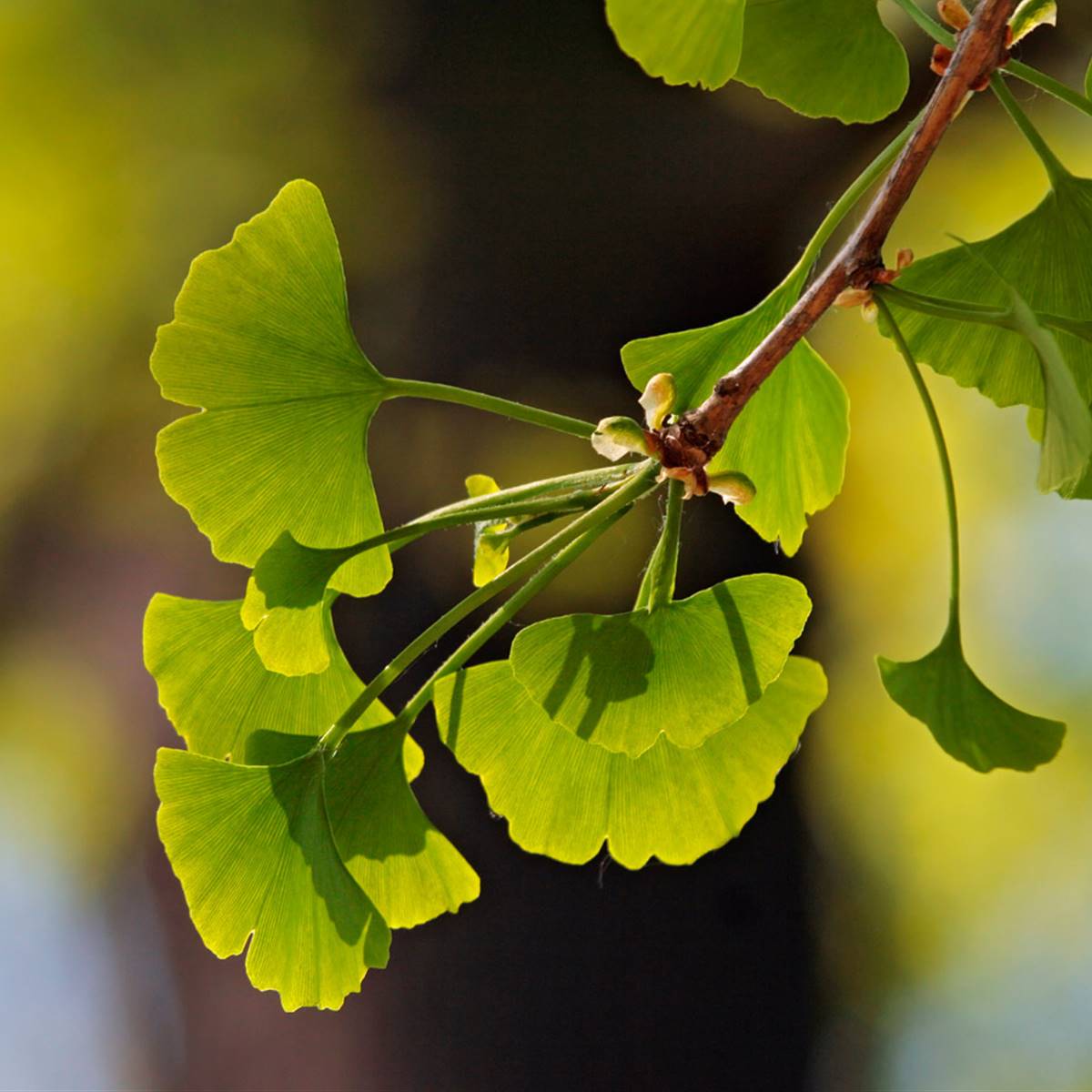 Ginkgo