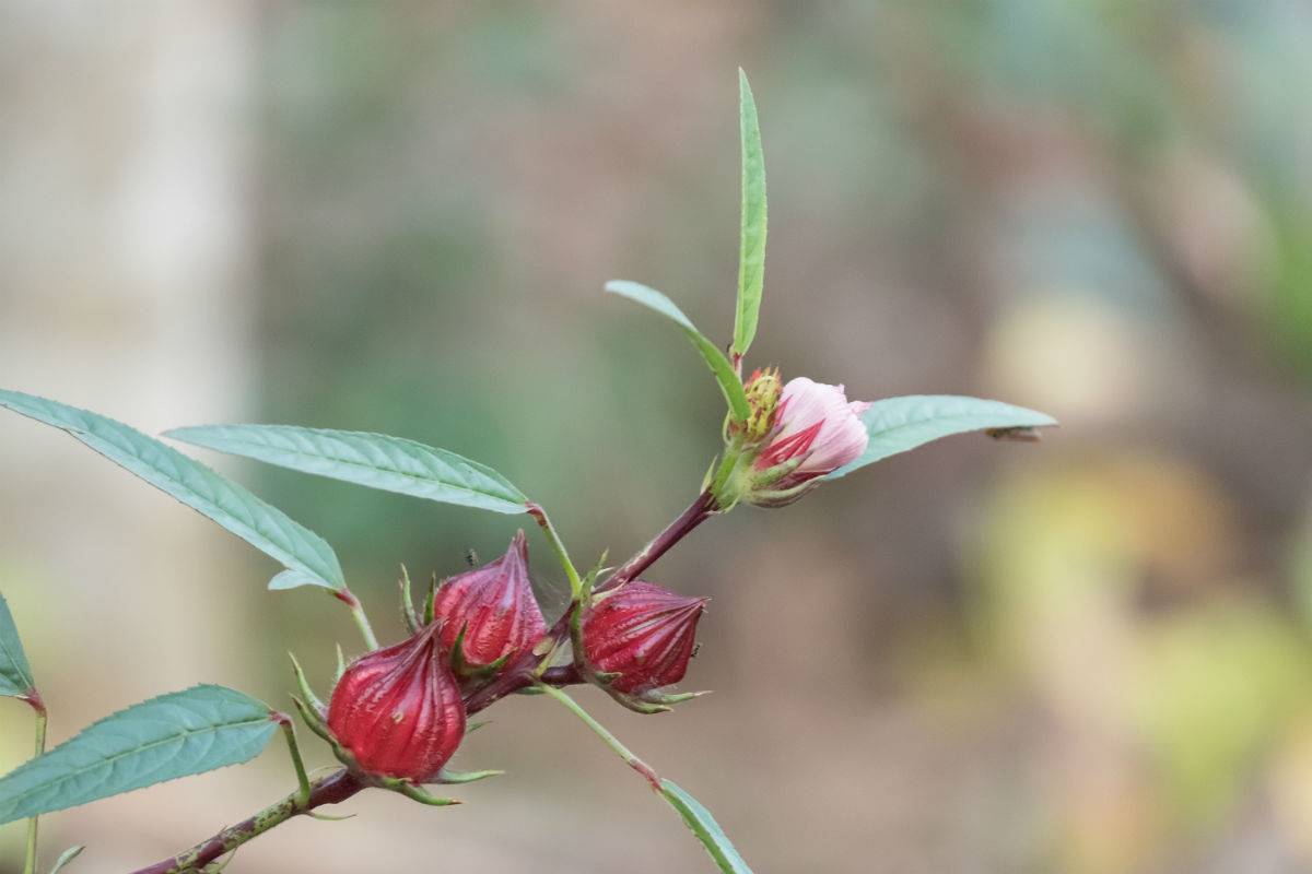 hibisco